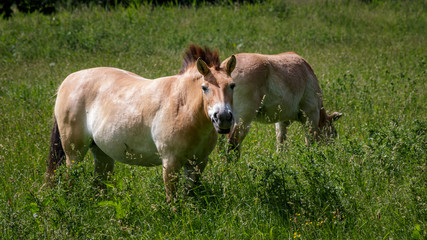 Przewalski Horses