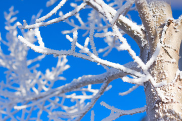 winter tree in snow frost on blue sky background
