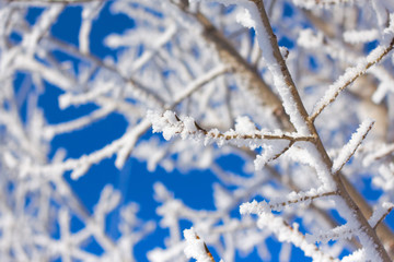 Tree branch in frost on blue sky