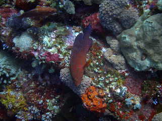 Fototapeta na wymiar Red spotted grouper at the komodo islands