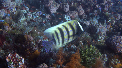 Fototapeta na wymiar Angelfish at the komodo islands