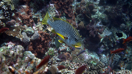 Oriental sweetlips at the komodo islands