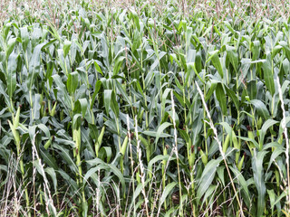 Epernay, Champagne, France. Small village where  Champagne producer companies are based.
