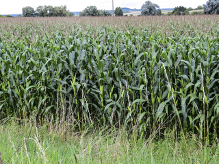 Epernay, Champagne, France. Small village where  Champagne producer companies are based.