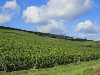 Fototapeta na wymiar Champagne, France. Hills covered with vineyards in the wine region of Champagne, France.