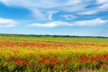Fototapeta na wymiar Field of bright red poppy flowers in spring.