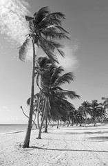 Black and white caribbean beach with palm trees