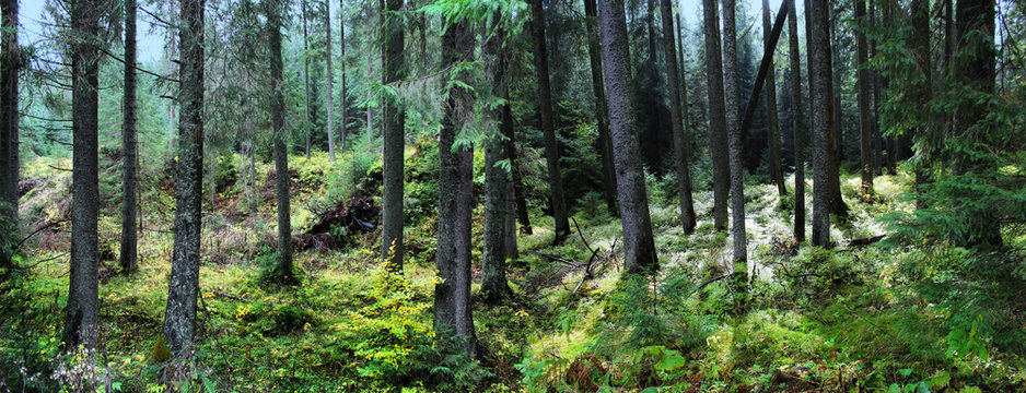 Panoramic image of a spruce forest in the summer.