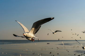 Seagull flying on the blue sky