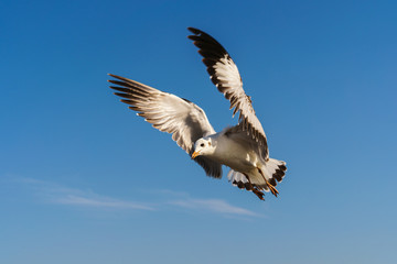 Seagull flying on the blue sky