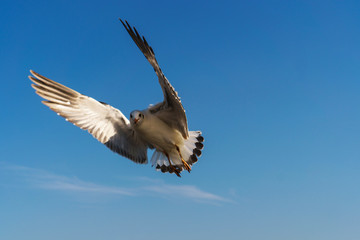 Seagull flying on the blue sky