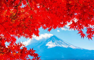 Red maple leaves in Mt.Fuji.