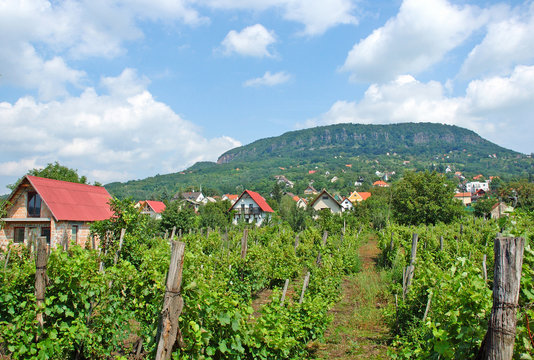 Hill Of Badacsony In Hungary