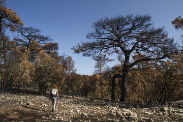 Bosque quemado después de un incendio