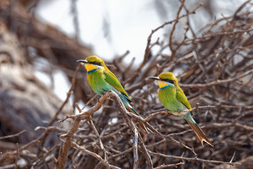 Schwalbenschwanzspint