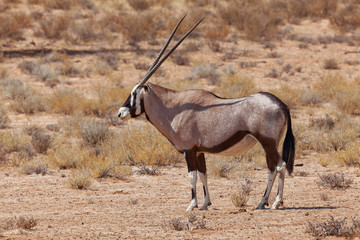 Oryxantilope