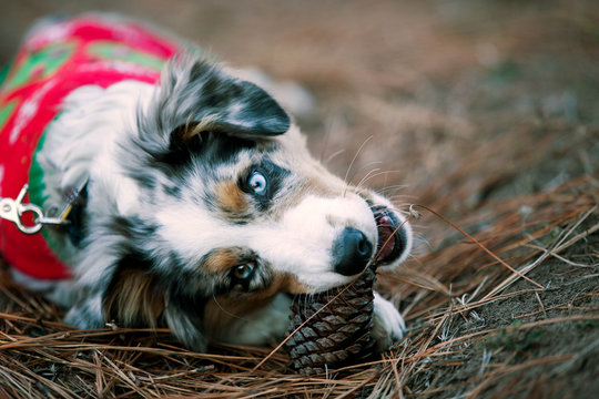 Cute dog in Christmas sweater biting pineapple