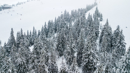 Aerial view of the snow-covered Christmas tree in mountains