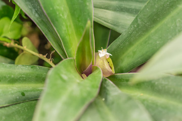 bromeliad tropical plant closeup