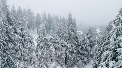 Obraz premium Aerial view of the snow-covered Christmas tree in mountains