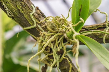 orchid roots on tree