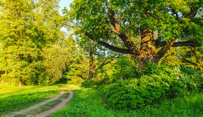 Fototapeta premium A landscape with greenery and sun. 