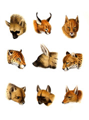 llustration of wild animals