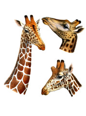 Illustration of a giraffe