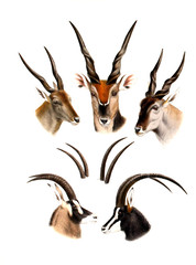 Illustration of an antelope.