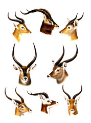 Illustration of an antelope.