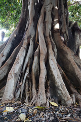 Powerful roots of old wood