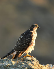 Joven azor al sol