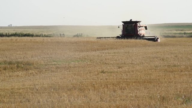 Cosechando trigo en llanura pampeana, Argentina