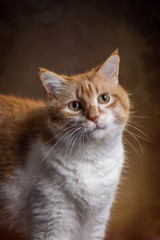 Naklejka na ściany i meble Maine Coon Katze vor passendem Hintergrund