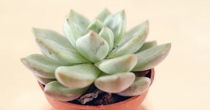Succulent plant in rotation
