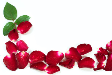 Red Rose petals are framed isolated on white.