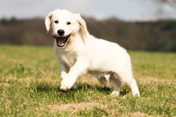 .puppy retriever "withe diamond" in summer on a meadow