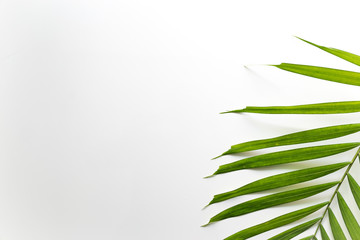 Tropical palm leaf on white background. Flat lay, top view