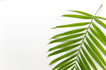 Tropical palm leaf on white background. Flat lay, top view