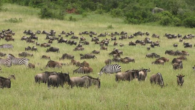 Wildebeest and zebra milling around during migration