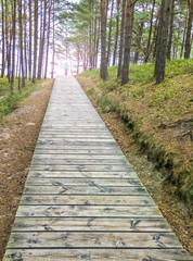 Wooden footpath among pine forest and dune at the Baltic coastal line