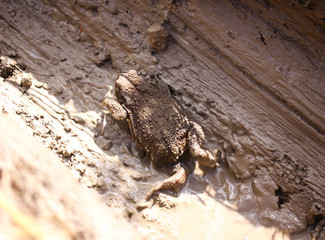 European brown toad