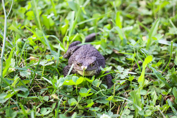 European brown toad