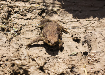 European brown toad