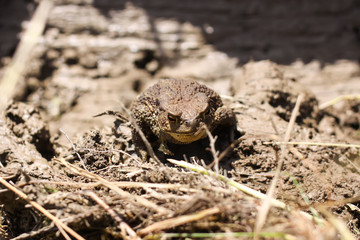 European brown toad