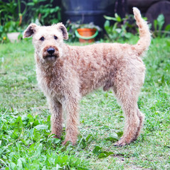 Young active dog outdoors on green summer grass background.