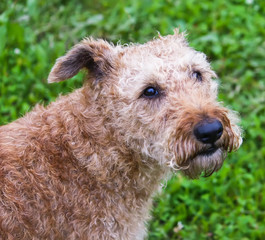 Young active dog outdoors on green summer grass background.