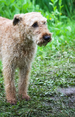 Young active dog outdoors on green summer grass background.