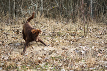 Young active dog outdoors.