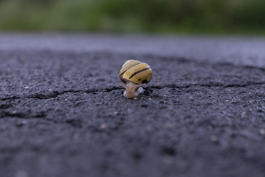 Eine Schnecke &uuml;berwindet im Schneckentempo Risse im Teer